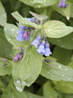 Bluebells 4