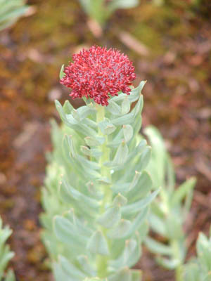 Kingscrown