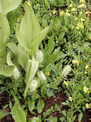 Ladies Tresses (white)