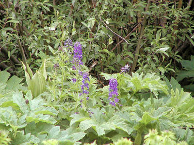 Larkspur