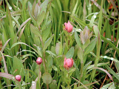 Rosy Paintbrush2