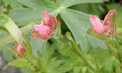 Rosy Paintbrush3