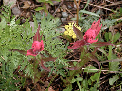 Rosy Paintbrush5