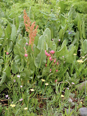 Wildflower mix