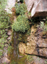 Alpine Mines23