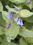 Bluebells 4