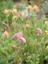 Columbine buds