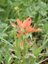 Indian Paintbrush