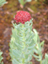 Kingscrown