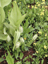 Ladies Tresses (white)