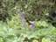 Larkspur