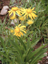 Orange Sneezeweed
