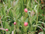 Rosy Paintbrush2