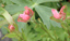Rosy Paintbrush3