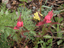 Rosy Paintbrush5