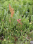 Wildflower mix
