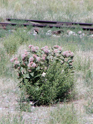 Wayside flowers