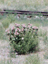 Wayside flowers