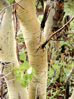 Leadville20