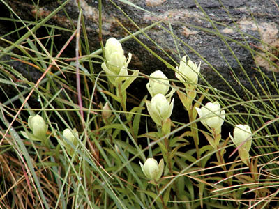 White Paintbrush