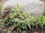 Leadville22