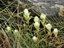 White Paintbrush