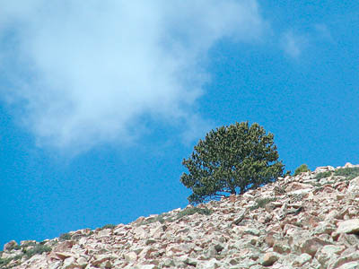 2000 yr.old pine