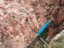 Royal Gorge45