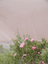 Great Sand Dunes24