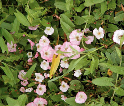 Morning Glories